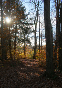 Woods in central Barrett Township.