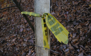 Torn strip of no hunting tape in Promised Land State Park.