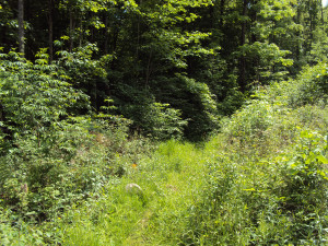 DSC00236
