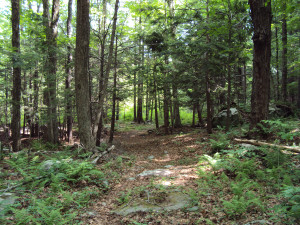 DSC00241