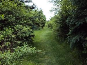 DSC00251