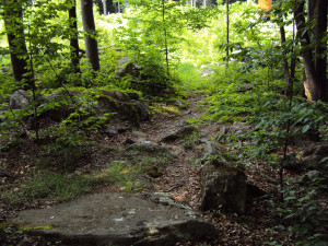 DSC00267